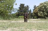 CANE CORSO 049